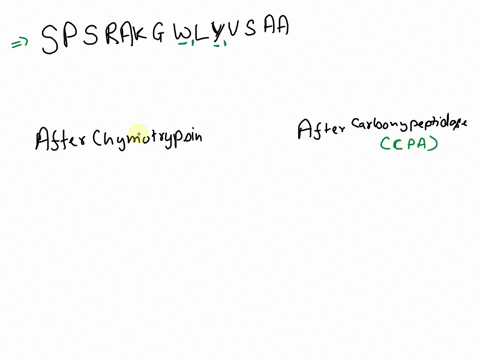 if-the-peptide-ser-pro-ser-arg-ala-lys-gly-trp-gly-phe-leu-tyr-val-ser-ala-ala-is-fully-digested-by-the-protease-chymotrypsin-write-down-three-possible-products-of-the-digestion-use-the-thre-46244