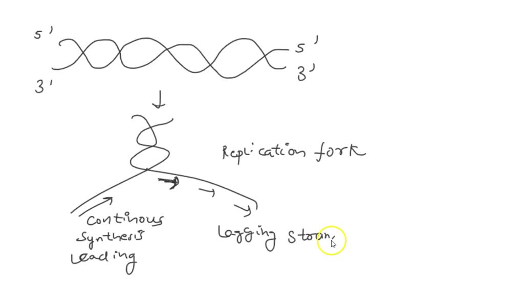 SOLVED In E. coli, which of the following enzymes do NOT synthesize