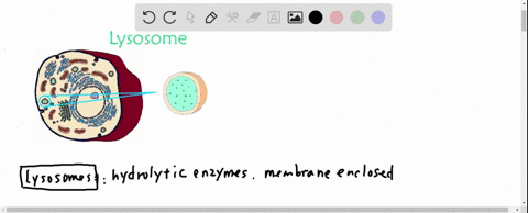 if-hydrolytic-enzymes-are-found-inside-living-organisms-and-organisms-have-polymeric-biomolecules-which-are-potential-substrates-for-enzymatic-hydrolysis-why-are-organisms-not-hydrolyzed-by-09306