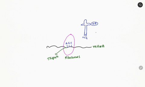 translation-of-mrna-into-segments-of-trna-allows-which-organic-molecules-to-combine-to-form-proteins-at-the-ribosome-complex-carbohydrates-nucleic-acids-simple-carbohydrates-amino-acids-lipi-18831