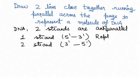 2-a-draw-2-lines-close-together-running-parallel-across-the-page-to-represent-a-molecule-of-dna-and-label-their-5-and-3-ends-are-the-strands-actually-parallel-or-are-they-really-anti-paralle-17844