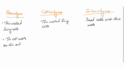 1-describe-the-differences-between-these-three-types-of-plant-cells-parenchyma-collenchyma-and-sclerenchyma-make-sure-that-you-address-physical-differences-in-these-cell-types-as-well-as-the-50815