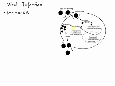 question-60-protease-inhibitors-control-hiv-infection-by-blocking-protein-synthesis-from-virus-speclfic-mrna-blocklng-rus-replication-by-the-inhibition-of-reverse-transcriptase-blocking-the-98795