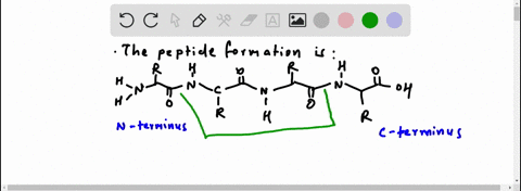 why-is-the-peptide-formation-always-presentedread-from-n-terminal-to-c-terminal-29807