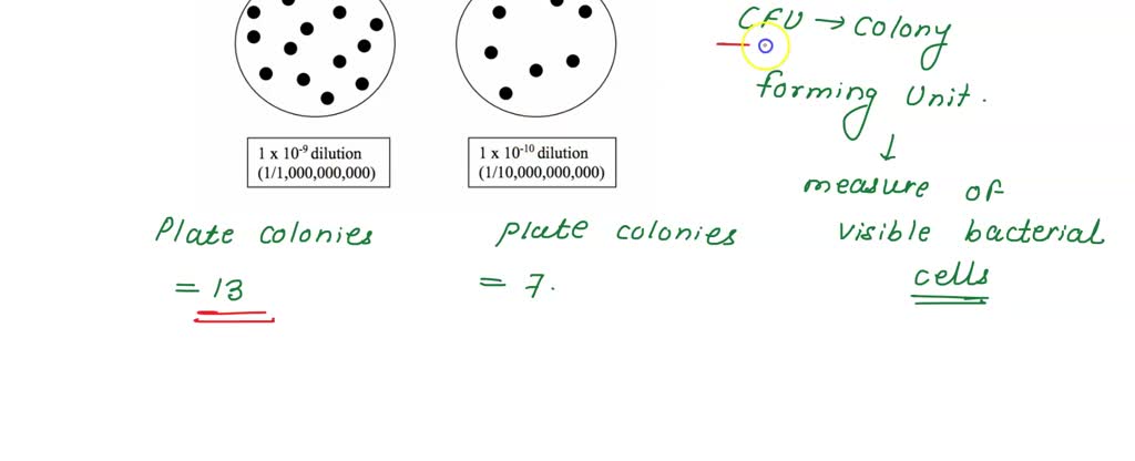 Solved You Diluted A Starting Culture Of E Coli 1 10 Ten Times From These Dilutions You Plated 0 Lml Of Each Dilution Onto An Agar Plate You Then Counted The Number Of Bacterial