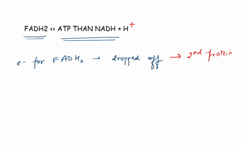 why-does-fadh-2-result-in-fewer-atp-than-nadh-h-fadh2-only-contains-electron-fadh2-only-contains-hydrogen-ion-fadhz-drops-its-electrons-off-lower-on-the-electron-transport-chain-fadhz-drops-35135
