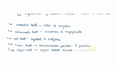 describe-the-organization-of-skeletal-muscle-from-macro-level-to-the-microscopic-level-56762