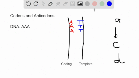 a-particular-triplet-of-bases-in-the-coding-sequence-of-dna-is-aaa-the-anticodon-on-the-trna-that-binds-the-mrna-codon-ttt-uuu-aaa-ccc-explain-your-answer-here-53373