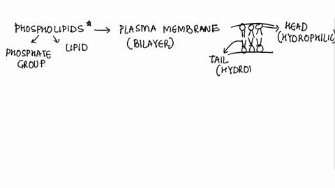 phospholipids-in-the-membrane-are-most-likely-not-to-have-which-type-of-movement-select-one-a-front-to-back-motion-in-one-layer-b-flip-from-one-layer-to-another-c-lateral-motion-in-one-layer-68664