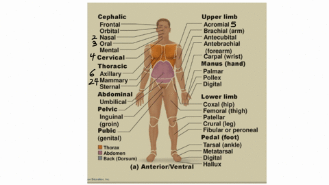 observe-the-image-belowr-write-or-type-the-corresponding-number-next-t0-each-anatomical-term-abdominal-cemcal-fronta-metatarsal-pollex-acromial-coral-genital-nasal-steral-antebrachia-crull-h-09665