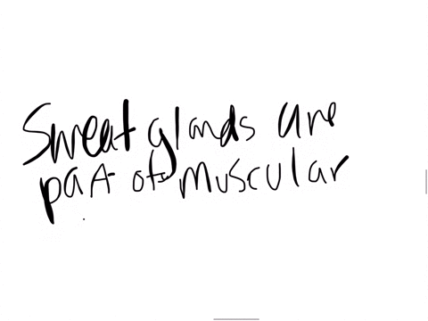 sweat-glands-are-part-of-the-muscular-system-we-sweat-when-we-exercise-group-of-answer-choices-true-false