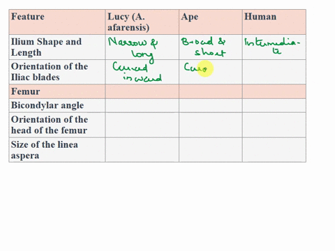 lucy-vs-ape-vs-human-for-this-lab-you-are-going-to-compare-lucy-a-afarensis-to-an-ape-and-a-human-you-will-first-compare-the-pelvis-and-femur-then-you-will-compare-the-skulls-lucy-vs-ape-luc-43927