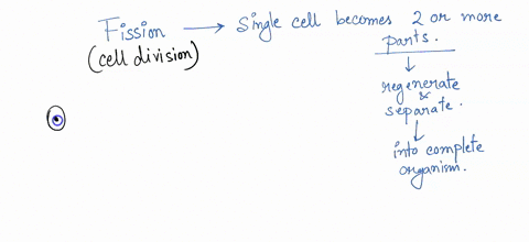 plasmodium-divides-by-which-of-the-following-method-most-commonly-budding-multiple-fission-binary-fission-regenerallon-79973