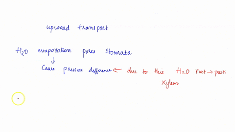 briefly-explain-how-transpiration-helos-plants-transport-water-the-names-of-the-tissues-or-structures-involved-including-ne-direction-of-filow-and-2-points-2-root-hairs-are-not-true-roots-bu-84022