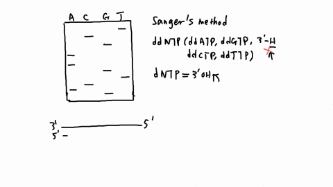 determine-the-dna-sequence-by-analyzing-the-location-of-each-nucleotide-across-the-four-lanes-of-the-electrophoresis-instrument-provide-the-dna-sequence-as-your-answer-here-63053