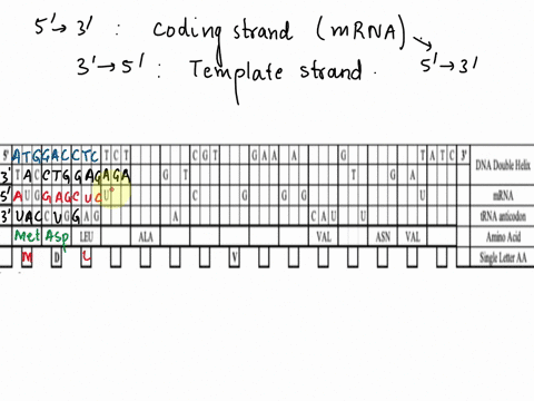 dna-to-disease-step-l-the-following-table-shows-partial-dna-mrna-trna-and-amino-acid-sequence-for-part-ofa-gene-associated-with-disease-complete-the-table-below-including-the-5-and-3-ends-of-12786