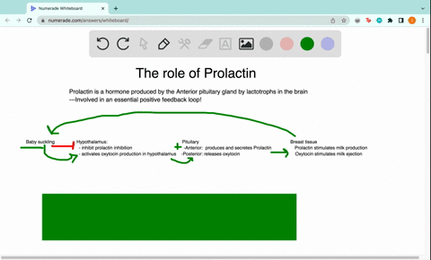 prolactin-a-stimulates-milk-production-b-both-is-part-of-a-positive-feedback-mechanism-and-stimulates-milk-ejection-letdown-c-stimulates-milk-ejection-letdown-d-both-is-part-of-a-positive-fe-61195