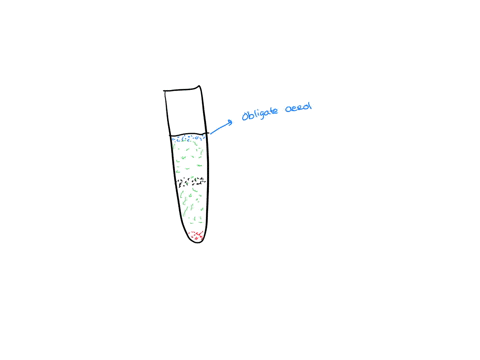 based-on-the-results-obtained-from-the-oxygen-requirements-of-your-microbe_-explain-its-relationship-with-oxygen-facultative-obligate-etc-and-the-characteristics-that-led-you-to-that-conclus-60277