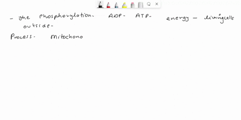 the-phosphorylation-of-adp-to-atp-is-driven-by-facilitated-diffusion-of-sodium-na-througn-sodium-channel-doos-not-require-energy-dnven-by-calcium-ca2-pump-is-driven-by-energy-that-iiving-cel-11918