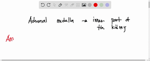 the-adrenal-medulla-is-important-to-the-sympathetic-branch-of-the-autonomic-nervous-system-because-it-select-all-that-apply-releases-epinephrine-and-norepinephrine-directly-into-the-blood_-i-13548