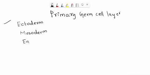 which-primary-germ-layer-is-not-correctly-matched-to-an-organ-system-or-organ-that-develops-from-it-31235