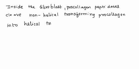 inside-the-fibroblast-procollagen-peptidases-cleave-non-helical-transforming-procollagen-into-insoluble-terminal-peptides-collagen-molecules-which-aggregate-to-form-collagen-fibrils-false-tr-26484