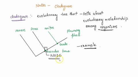in-a-cladogram-each-node-represents-an-_________-a-single-lineage-b-extinction-c-common-ancestor-d-a-13023