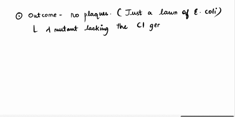 you-create-a-lambda-mutant-that-is-lacking-infect-wild-type-e-coli-that-isclgene-you-attempt-to-its-genome-does-not-already-have-lambda-integrated-into-with-the-cl-mutant-lambda-100-which-of-98215