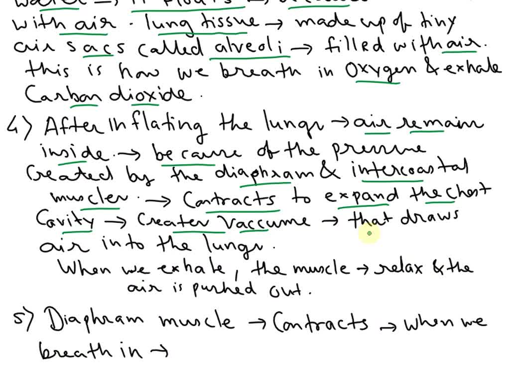 SOLVED QUESTIONS 1. What structure makes the windpipe stay open, but