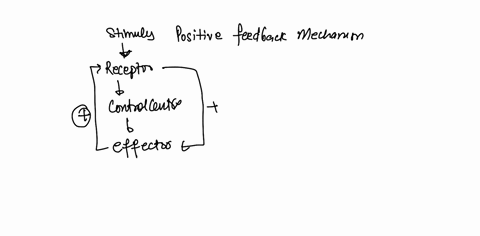 define-positive-feedback-and-give-examples-of-itsbeneficial-and-harmful-effects-28956