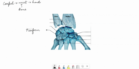 Radius With Labels label the structures of the right hand in posterior view scaphoid ...