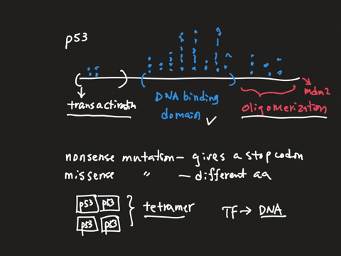 consider-this-figure-showing-common-mutations-in-the-p53-protein-in-breast-cancer-cells-what-conclusions-can-you-make-about-the-activity-of-this-proteinthe-specific-protein-domains-based-on-03336