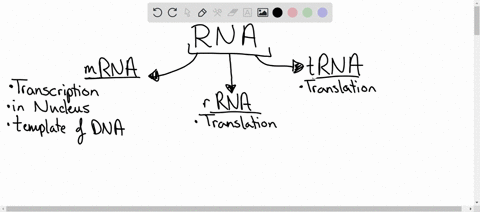compare-the-process-of-replication_transcription-and-translation-by-describing-the-following-properties-for-each-replication-1-a-ribosomes-b-dna-polymerase-c-primase-rrna-e-rna-polymerase_-t-40597