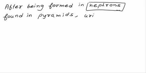 question168points-after-being-formed-in-the-1-found-in-the-pyramidsurine-moves-through-the-renal-papillainto-minor-and-major-2then-into-the-3which-funnel-into-the-4-calyces-nephrons-ureters-19667
