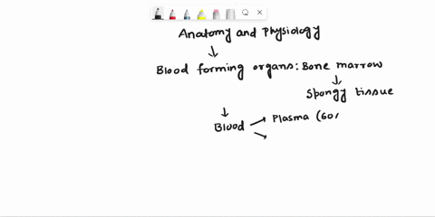 discuss-the-basic-anatomy-and-physiology-of-the-blood-and-blood-forming-organs-69007