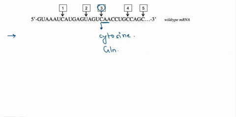 identify-singi-base-pair-change-the-wildtype-sequence-that-would-ead-to-an-early-stop-nonsense-mutation-2-3-5-5-guaaaucaugaguagucaaccugccagc-3-wildtype-mrna-second-base-uuu-ucu-uau-ugu-phel-46587
