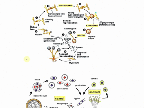 rhizopus stolonifer life cycle