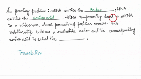 question-72-2-pts-in-forming-proteins-mrna-carries-the-trna-carries-the-trna-temporarily-bonds-to-mrna-in-a-ribosome-where-formation-of-proteins-occurs-this-relationship-between-a-nucleotide-05153