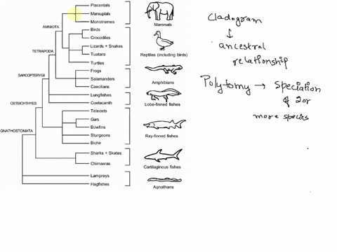 identify-which-clade-contains-a-polytomy-in-the-phylogeny-below-note-that-the-taxa-on-the-right-correspond-to-the-clades-in-the-phylogeny-on-the-left-placenlals-marsuolals-monotromos-buds-cr-56312