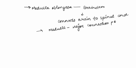 which-structure-is-highlighted-multiple-choice-pons-hypothelemus-medulla-oblongata-72014