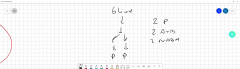 which-part-of-cellular-respiration-produces-the-most-fadh2-the-electron-transport-chain-the-krebs-cycle-glycolysis-formation-of-acetyl-coa-12915