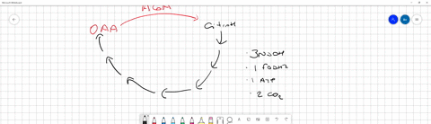incorrect-question-33-1-pts-during-pyruvate-oxidation-and-the-citric-acid-cycle-which-molecule-accepts-electrons-from-the-electron-donors-nad-nadh-h2o-fxtuate-incorrect-question-34-0-1pts-wh-34634