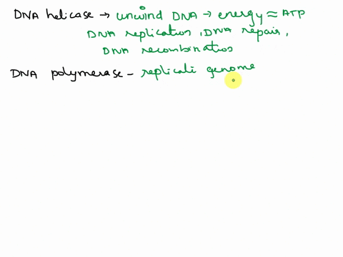 describe-the-genetic-roles-of-dna-helicase-and-dna-polymerase-contrast-the-function-of-dna-polymerase-with-thatof-rna-polymerase-07479