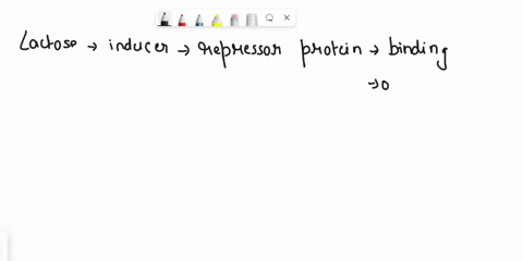 in-the-lac-operon-the-repressor-inhibits-transcription-when-a-the-repressor-is-bound-to-the-inducer-30102