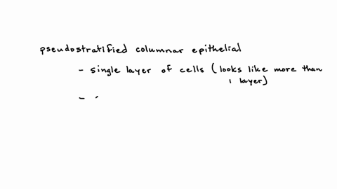 which-of-the-following-is-not-lined-by-a-pseudostratified-columnar-epithelium-question-31-options-larynx-bronchus-trachea-nasal-cavity-respiratory-bronchiole