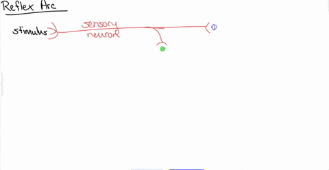what-are-the-four-elements-of-a-neuronal-pathway-beginning-with-a-sensory-neuron-and-ending-with-a-m-02322