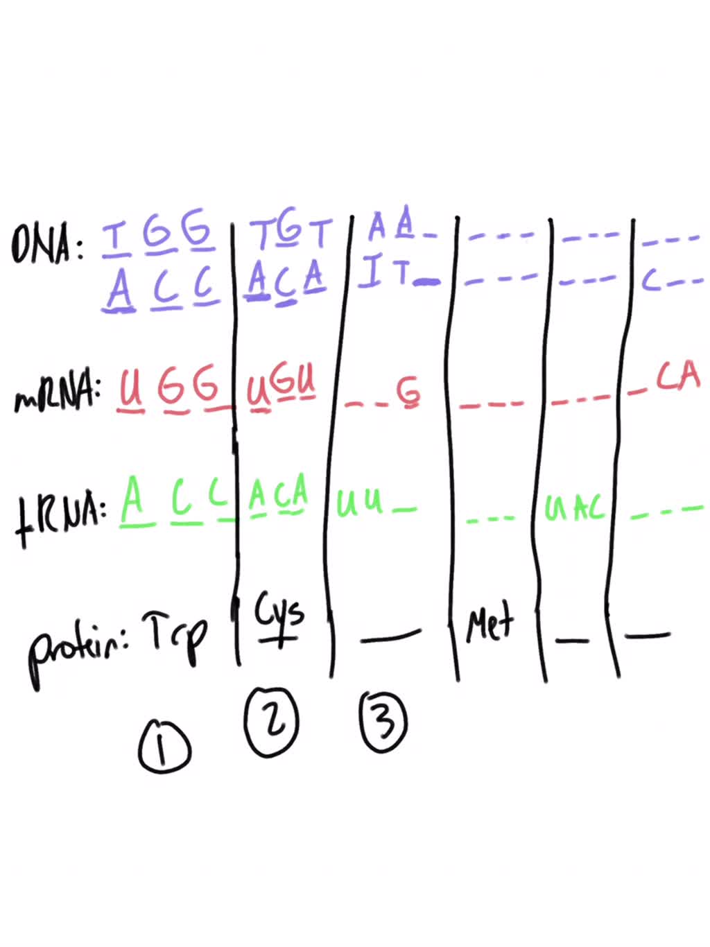 bioinformatics - problem with reversing dna mrna... SOLVED: Please fill in the missing information: DNA- mRNA U tRNA Amino ...