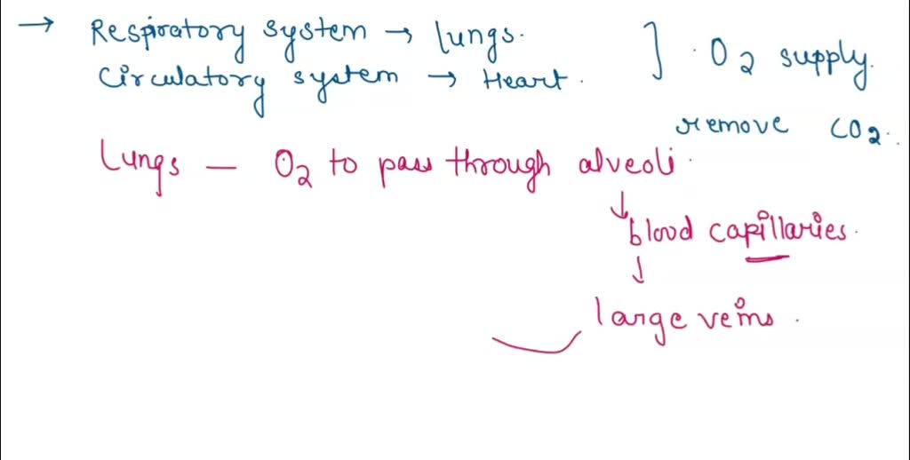 SOLVED: 2 Explain the functional relationship between the respiratory ...