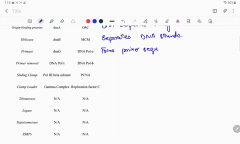 protein-names-prokaryotic-eukaryotic-functions-dna-polymerase-dna-pol-mii-dna-pol-origin-binding-proteins-dnaa-orc-helicase-dnab-mcm-primase-dnag-dna-pol-primer-removal-dna-pol-dna-pol-6-sli-33173