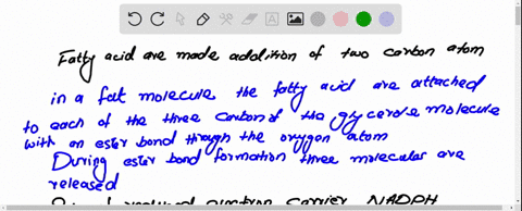 fatty-acids-are-made-by-the-sequential-addition-of-two-carbon-atoms-on-to-the-growing-hydrocarbon-tail-of-the-molecule-the-molecules-that-are-formed-can-participate-in-many-cellular-processe-48625